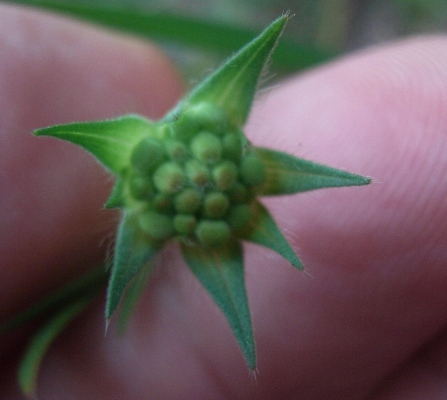 Dipsacaceae - Knautia sp.